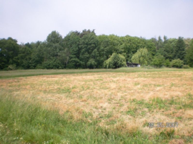 Pleisweiler/südl.Wappenschmiede "Steinbühl"/ Großfläche im Naturschutzgebiet