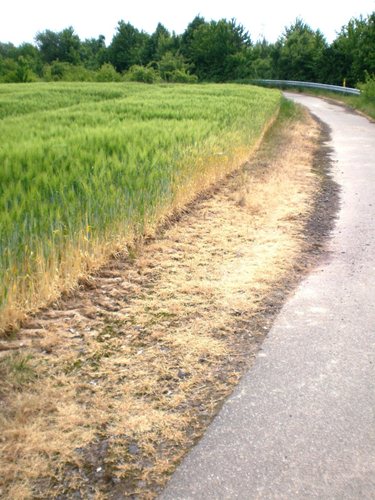 Radweg Bad Bergzabern - Süd-Ost