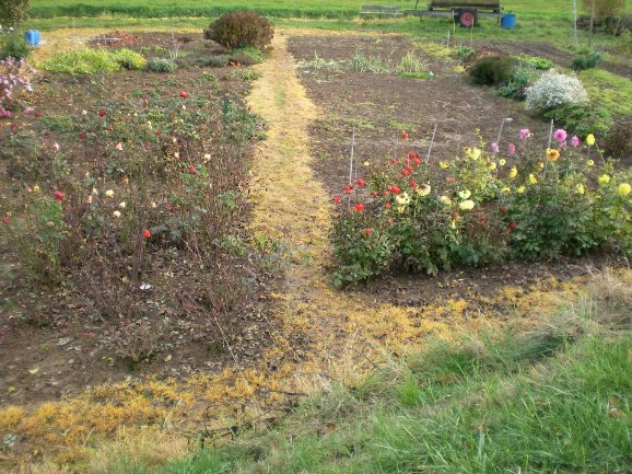 Garten in Klingen Süd