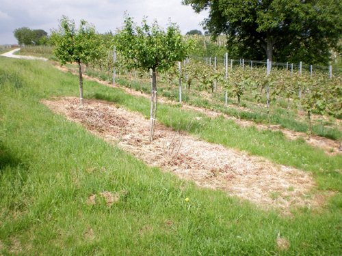 Oberhausen südlich Firstweg