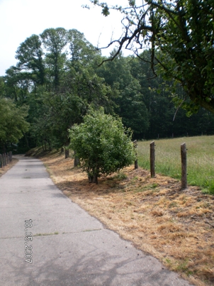  Bad Bergzabern/ Liebfrauenberg   Randstreifen von Westen