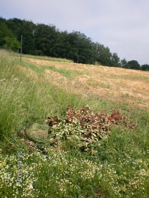 Pleisweiler/südl.Wappenschmiede "Steinbühl"/ Wiese - im Vordergrund auch illegale Entsorgung