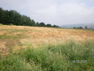  Pleisweiler/südl.Wappenschmiede "Steinbühl"/ komplette Wiese