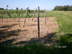 Rechtenbach/Weinstraße/Abfahrt Haftelhof - komplettes Obststück