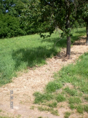 Gleiszellen/ östl.Bundesstraße/ Baumscheibe umgraben wäre hier sinnvoller