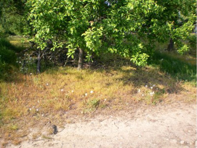 Oberotterbach Firstweg, westlich